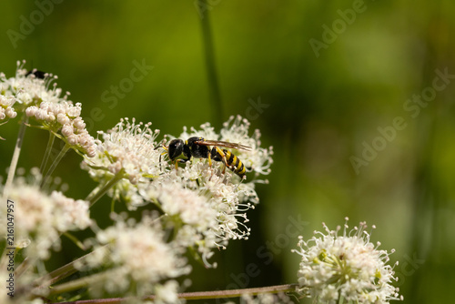 Ectemnius sp.
Ectemnius sp. on an unidentified flower or plant
