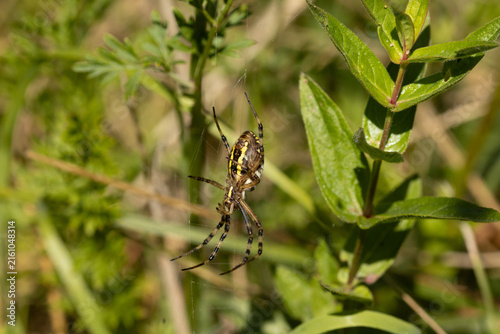Argiope frelon --- Argiope fasciée (Argiope bruennichi)
Argiope bruennichi in its natural element
