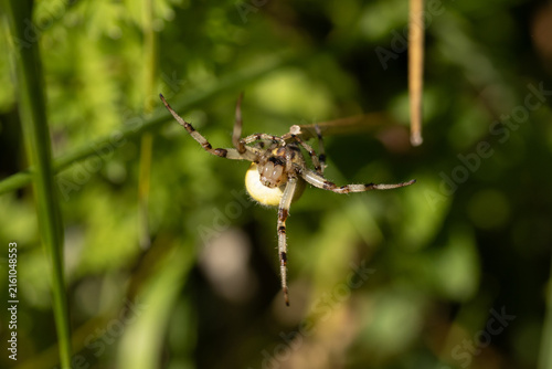 Epeire carrée --- Epeire à quatre points (Araneus quadratus)
Araneus quadratus in its natural element
