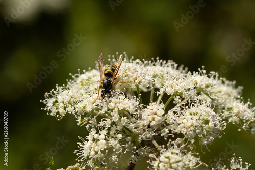 Foto Guêpe commune (Vespula vulgaris --- Paravespula vulgaris)
Vespula vulgaris --- P