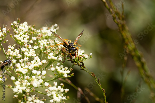 Poliste gaulois (Polistes dominula)
Polistes dominula in its natural element
