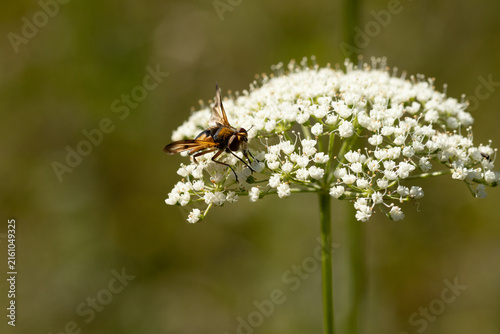 Ectophasia crassipennis
Ectophasia crassipennis in its natural element
