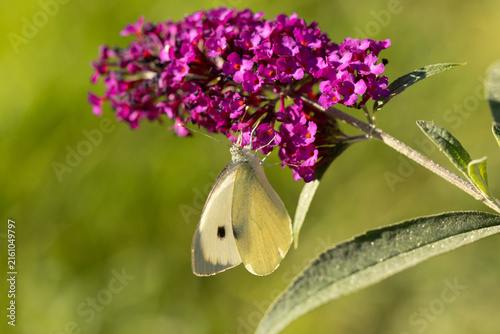 Piéride du chou (Pieris brassicae)
Pieris brassicae on an unidentified flower or plant
