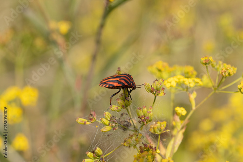 Punaise arlequin (Graphosoma lineatum)
Graphosoma lineatum on an unidentified flower or plant

