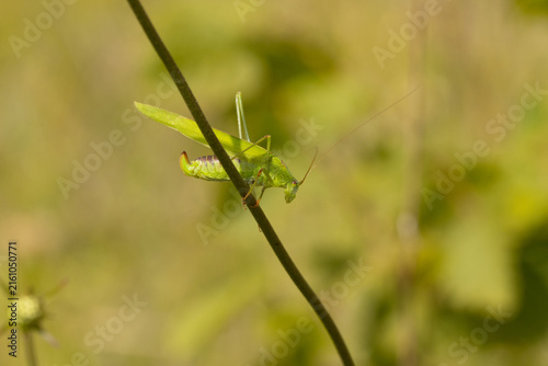 Grande sauterelle verte (Tettigonia viridissima)
Tettigonia viridissima in its natural element
