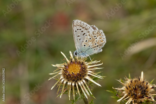 Bleu nacré (Lysandra coridon)
Lysandra coridon on an unidentified flower or plant

