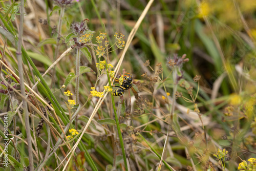 Poliste gaulois (Polistes dominula)
Polistes dominula in its natural element
