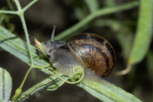 Escargot petit-gris (Cornu aspersum)
Cornu aspersum in its natural element
