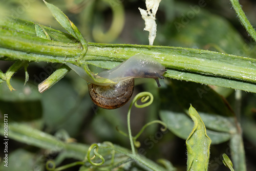 Escargot petit-gris (Cornu aspersum)
Cornu aspersum in its natural element
