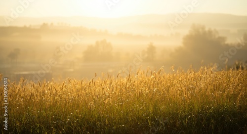 Golden Grassfield Under Soft Morning Light with Misty Background