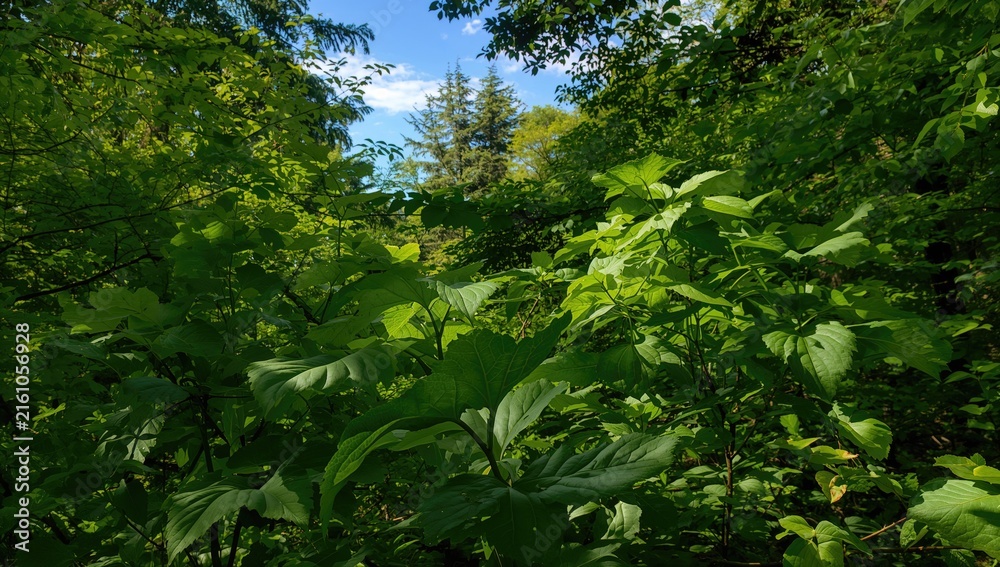 Fototapeta premium Lush Green Foliage with Sunlight Filtering Through Trees in a Forest Setting
