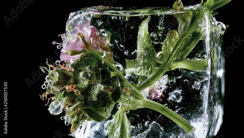 A frozen plant fragment with delicate pink blossoms encased in ice