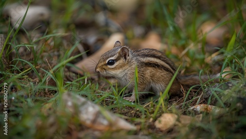 Chipmunk foraging in grass among pebbles on a sunny day