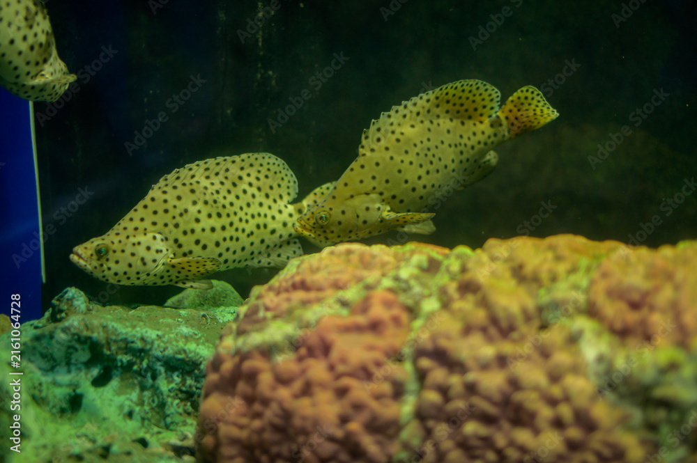 Fototapeta premium Two spotted fish swimming near coral reef in an underwater marine environment