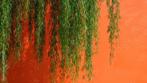 Weeping Willow Branches Hanging Against an Orange Wall in Bright Light