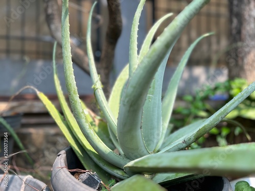 Close-up of fresh Aloe Vera succulent plant with spiky leaves growing healthily in a home garden under daylight.