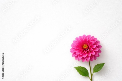 Pink Flower Isolated on White with Green Leaves in Minimalist Style