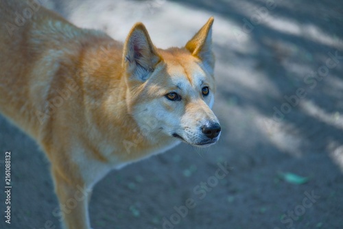 фотографія Dingo looking to the trees