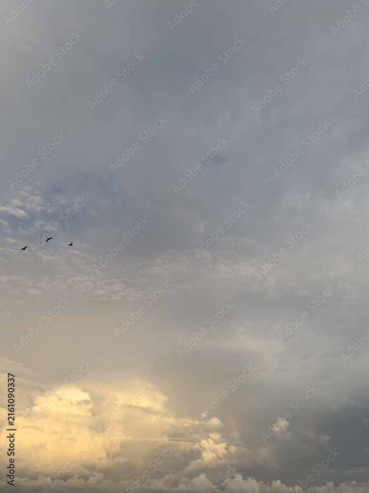 Fototapeta premium Birds Flying in Cloudy Sunset Sky with Golden Light