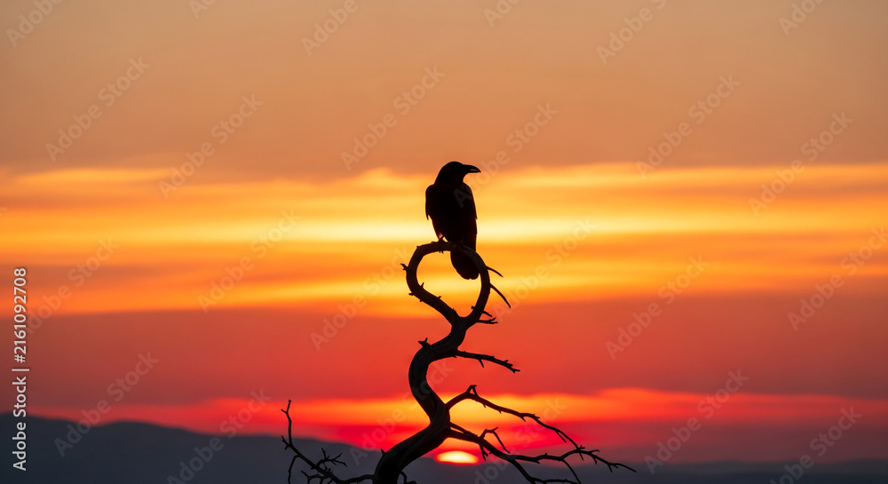 Naklejka premium Silhouette of a raven perched on a bare branch against a vibrant sunset sky, symbolizing nature, solitude, and the close of day