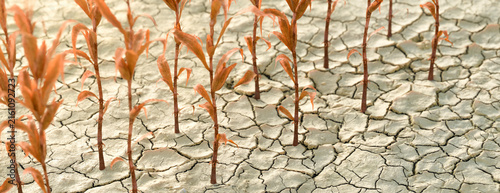 фотографія Dry cracked earth with withered plants symbolizing drought and environmental cri