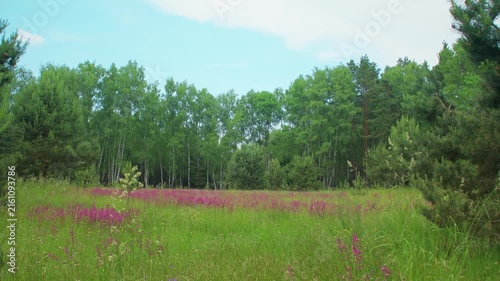 A small field in the forest. Purple flowers in a clearing in a summer forest. Pastoral landscape with trees in the countryside.