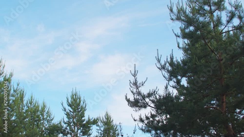 A background with a summer sky and pine branches. There's a blank space for credits.