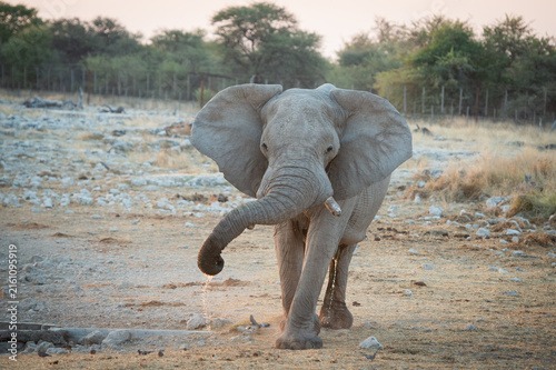 Fotografía Elephant