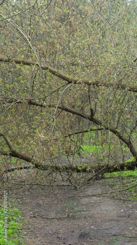 The tree fell across the path. The tree trunk lies across a dirt road in the countryside. A blocked path after a storm.