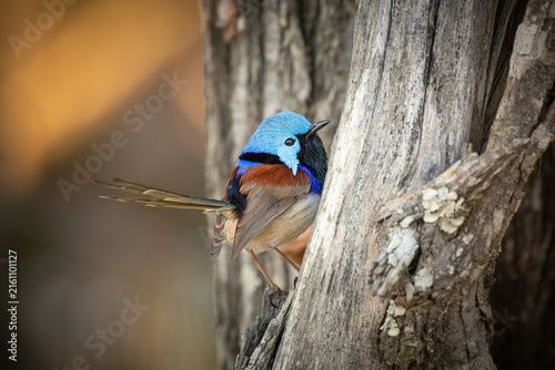 A male variegated fairywren in breeding plumage sits in a tree and displays its beautiful colors and its characteristic perpendicular tail on the Gold Coast in Queensland, Australia.