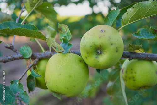 Green apples ripening on a tree branch in the orchard, Apple harvest concept with ripe green fruits on a tree close-up