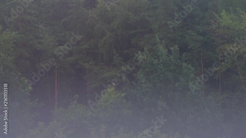 A wall of coniferous trees during rain. A forest in bad weather.
