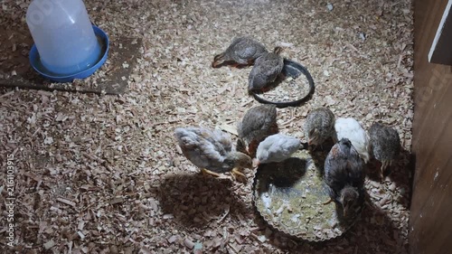 Young Japanese Quail Chicks Breed at Wood Shaving Farm