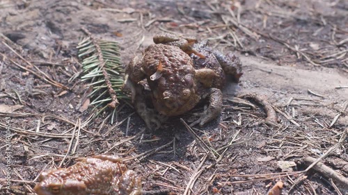 Land toads sit on top of each other during mating. Breeding season in reptiles. Male and female frogs.