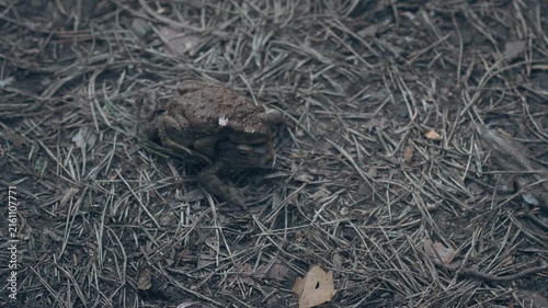 Land toads sit on top of each other during mating. Breeding season in reptiles. Male and female frogs.