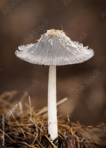 A wild, grey pleated inkcap mushroom, the fruit of a fungus, with intricate detail on the cap and a white stem, grows in leaf litter on the forest floor on the Gold Coast in Queensland, Australia.