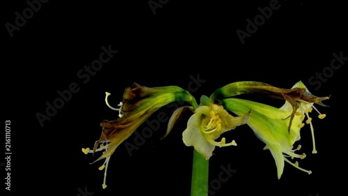 Green amaryllis Christmas flower life cycle time lapse from bloom to decay isolated on black background
