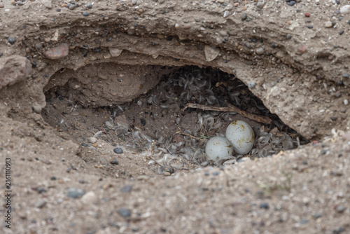 Magellanic penguin (Spheniscus magellanicus); nest burrow in the ground with two eggs, penguin rookery at the Atlantic east coast of Argentina