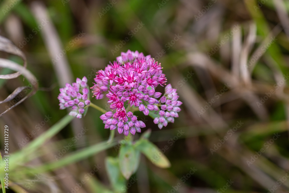 Obraz premium Pink Hylotelephium telephium flower blooming in a wild meadow