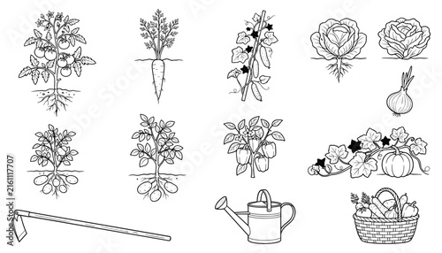 Vegetable Plants and Garden Tools Set with Roots and Harvest Basket Illustration