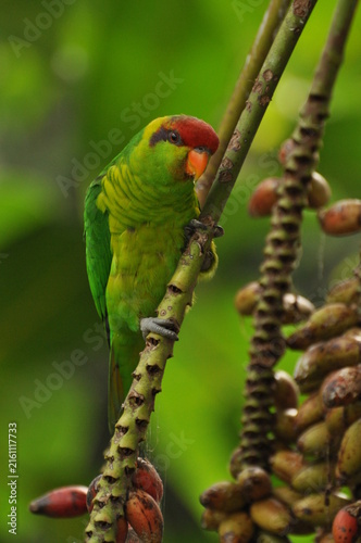 Fotografía West Timor Iris lorikeet (Trichoglossus iris iris) perched on a fruit-bearing pa