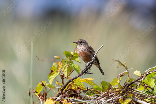 European stonechat on bindweed