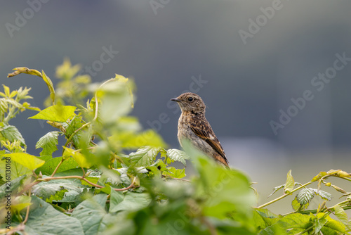 European stonechat above green leaves