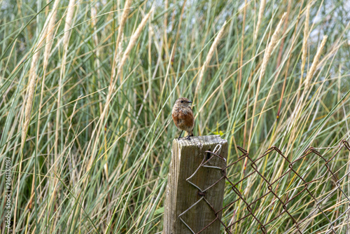 European stonechat on a fence post