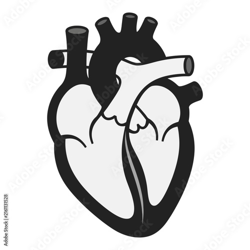 Anatomical human heart illustration in black and white medical drawing