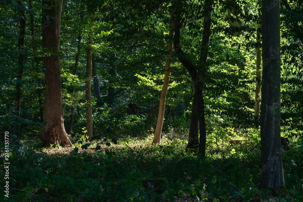 Obraz premium Sunlight filters through trees in a forest during the afternoon, creating bright patches on the ground