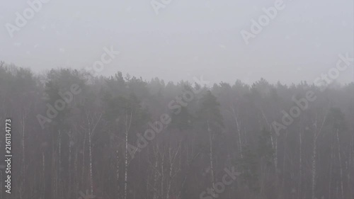 A general view of a coniferous forest during severe winter weather. Wind-driven snowfall against the backdrop of trees.