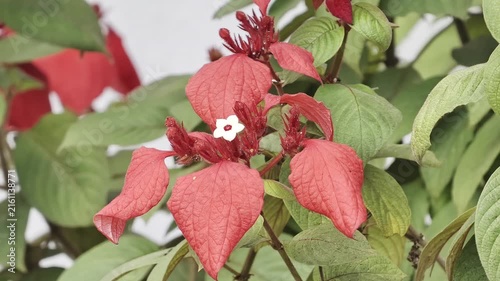 Close up of blooming red mussaenda erythrophylla flower with white center in garden