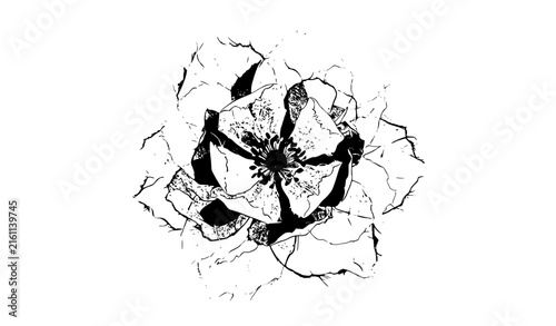 Delicate  black and white  flower bloom vector illustration on white background for scrapbook and stationery design
