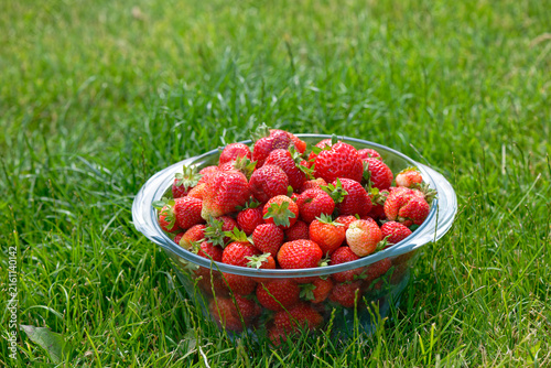 Fresh organic strawberries in a glass cup on a sunny day in the garden